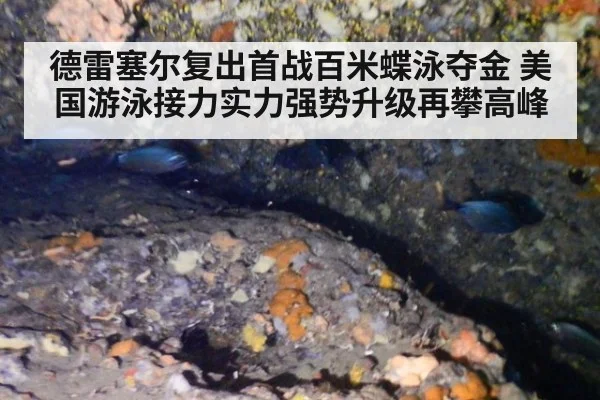 德雷塞尔复出首战百米蝶泳夺金 美国游泳接力实力强势升级再攀高峰